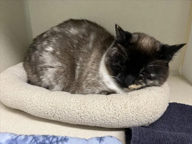 An adult small-sized female Siamese cat named Millie for adoption in Loveland, CO
