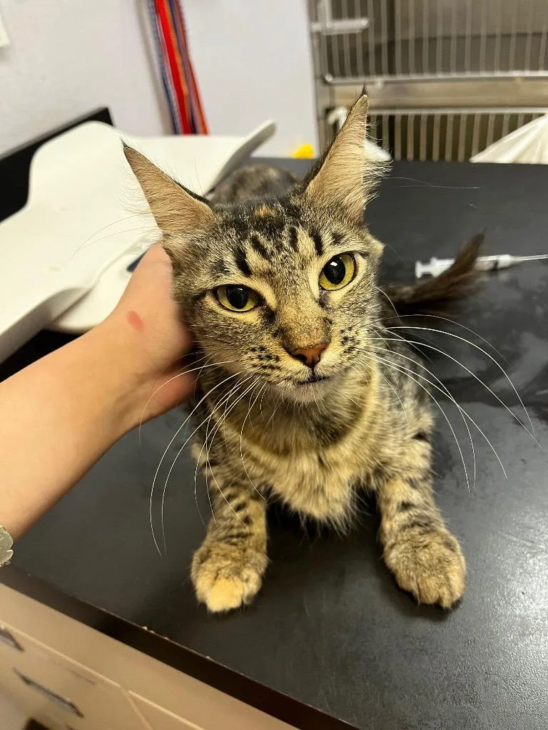 A young medium-sized female Domestic Short Hair cat named Avocado for adoption in New Braunfels, TX