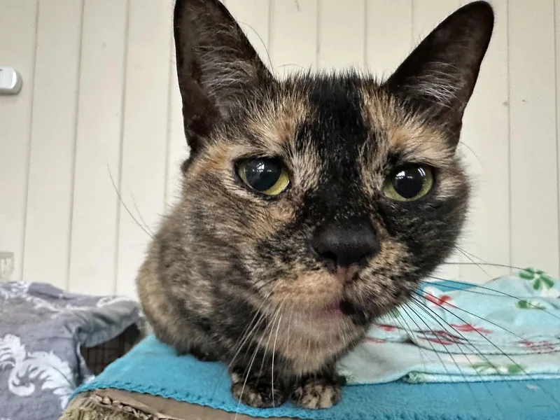 A young medium-sized female Domestic Short Hair cat named Autumn for adoption in Broomall, PA