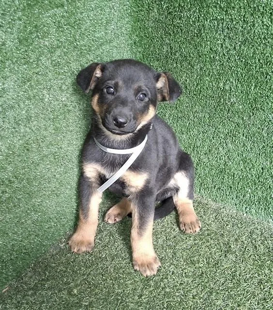A baby small-sized male German Shepherd Dog dog named Waluigi for adoption in Lancaster, CA