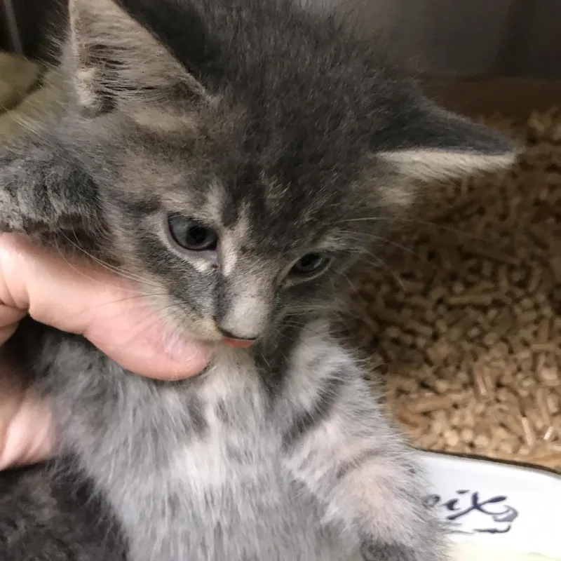 A baby small-sized male Gray / Blue / Silver Domestic Short Hair cat named Ronald McDonald for adoption in Lynchburg, VA