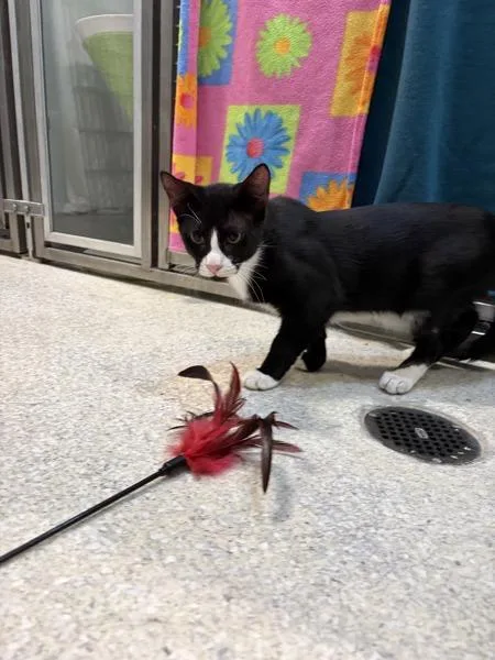 A young medium-sized male Domestic Short Hair cat named Sashimi for adoption in Escondido, CA