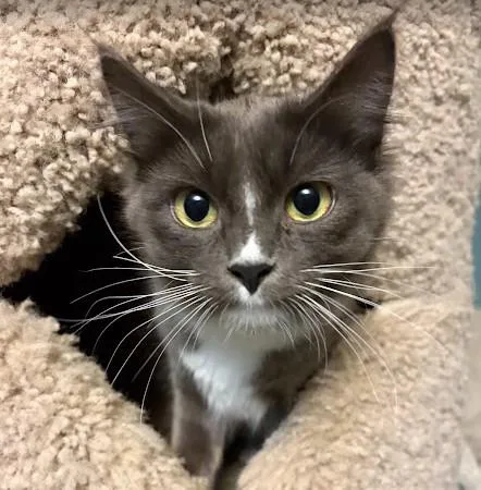 A baby small-sized female Gray & White Domestic Medium Hair cat named Twyla for adoption in Andover, MN
