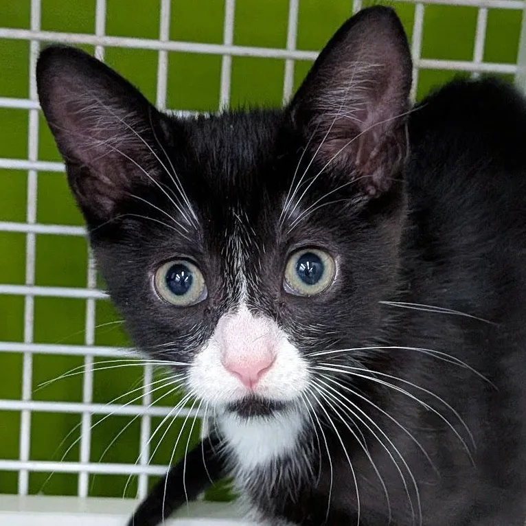 A baby medium-sized female Black & White / Tuxedo Domestic Short Hair cat named Everest for adoption in Lake Monroe, FL