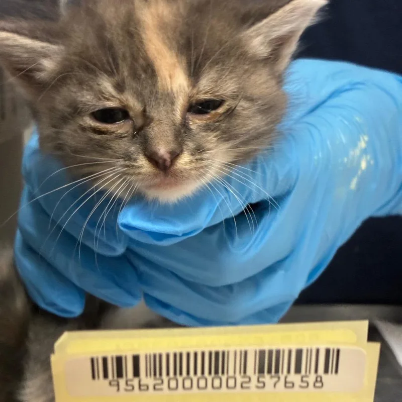 A baby small-sized female Gray / Blue / Silver Domestic Short Hair cat named Uma for adoption in Charleston, WV
