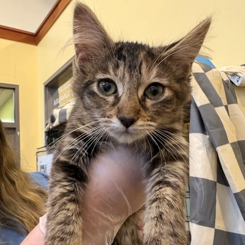 A baby small-sized male Brown / Chocolate Domestic Short Hair cat named Louie for adoption in Lynchburg, VA