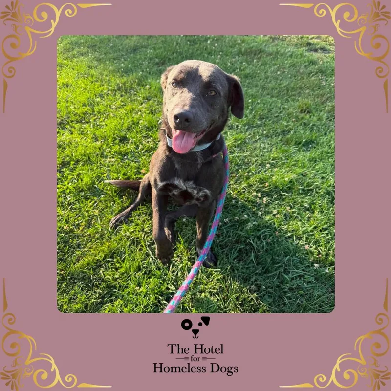 An adult medium-sized female Gray / Blue / Silver Labrador Retriever dog named Zara for adoption in Cumberland, RI