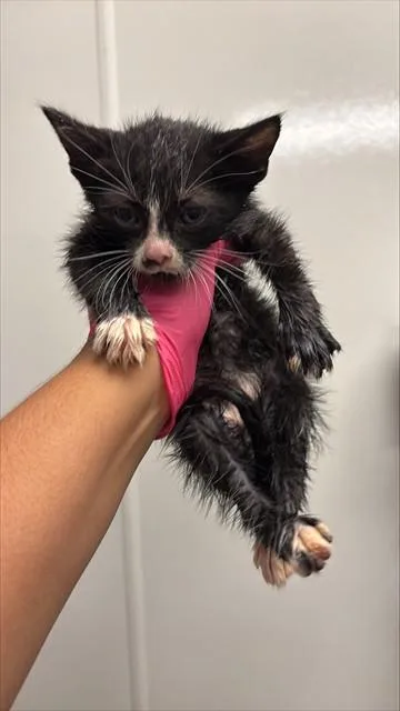 A baby small-sized male Domestic Short Hair cat named Fiorello for adoption in Ontario, CA