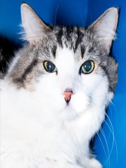 A senior medium-sized male Domestic Short Hair cat named Wellie Grant for adoption in Boston, MA