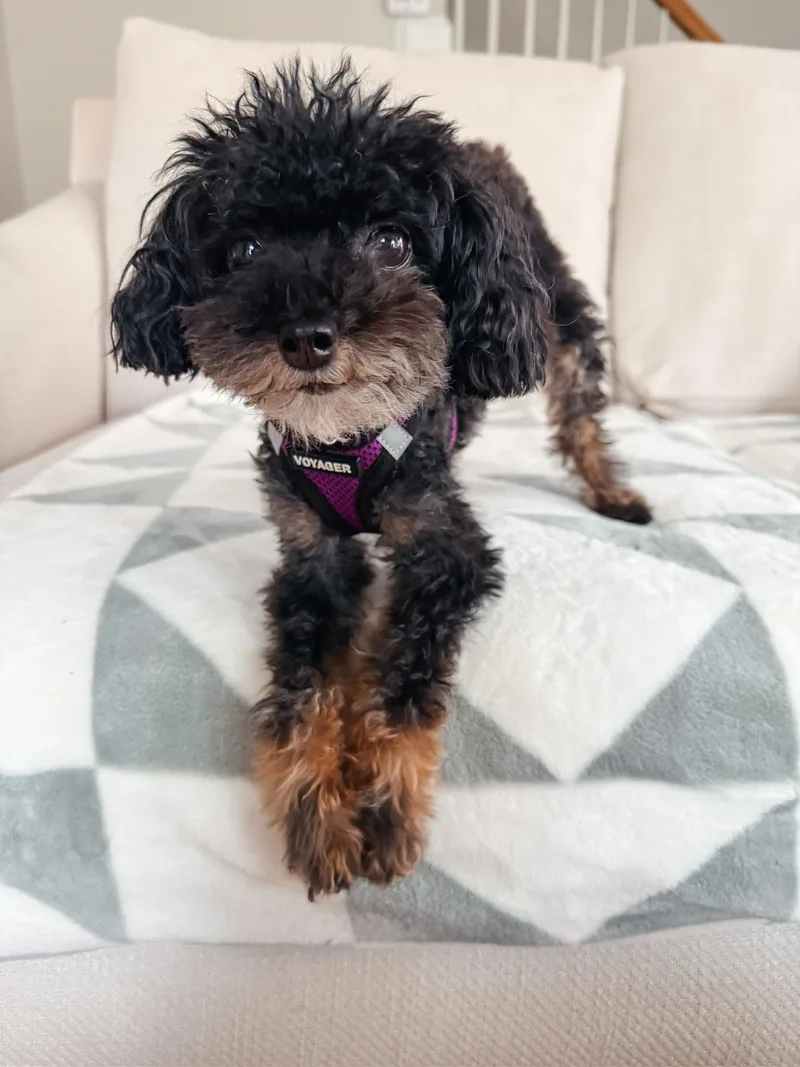 An adult small-sized female Poodle (Toy) dog named Josie for adoption in Atlanta, GA
