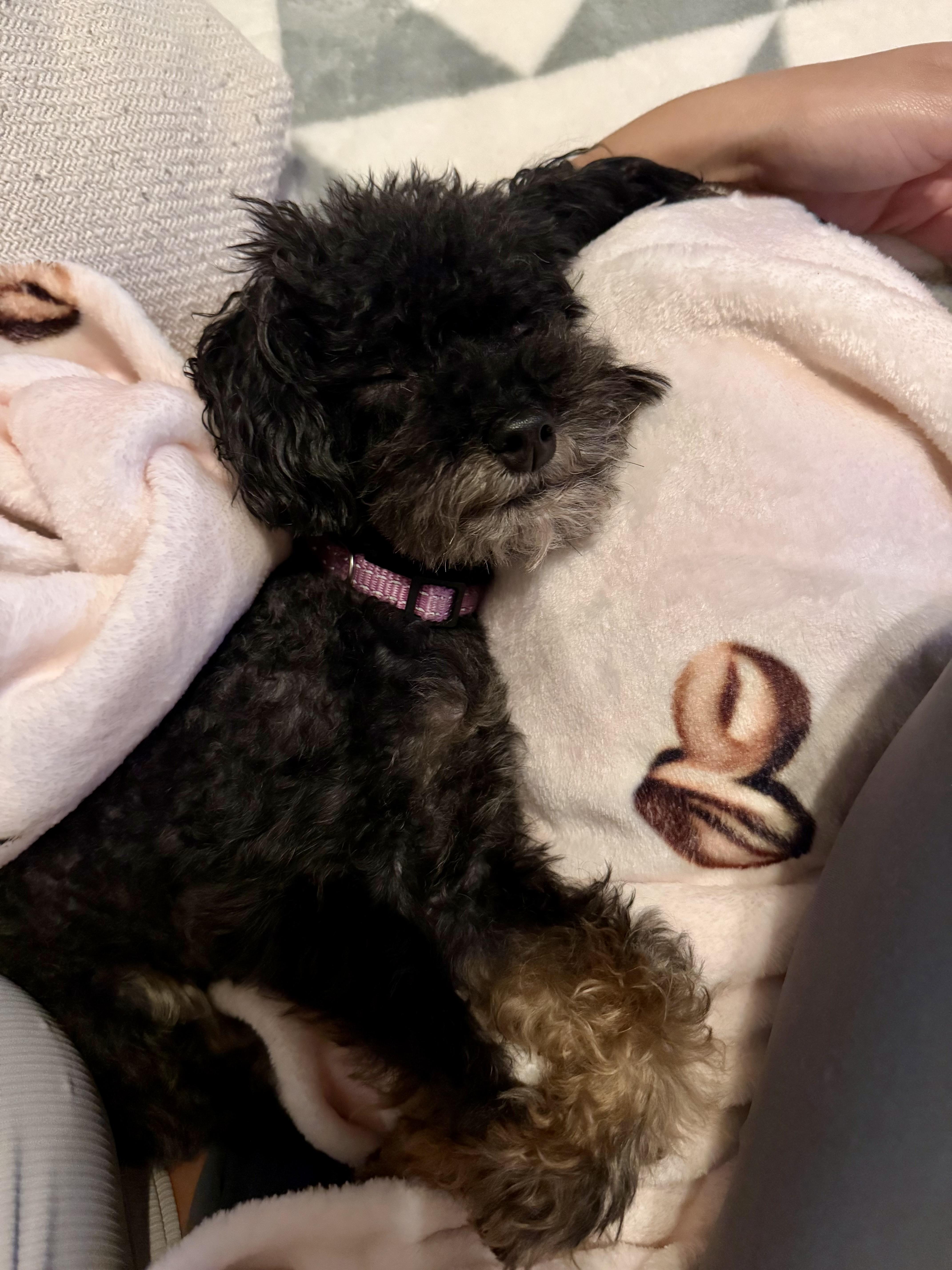 Josie thumbnail 3