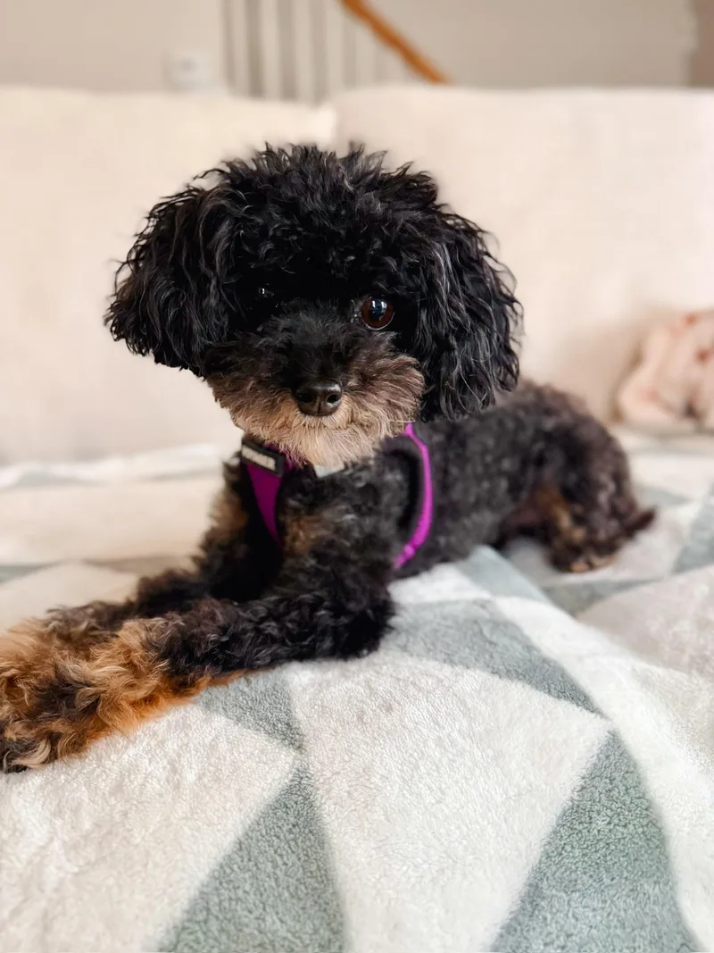 Josie thumbnail 5