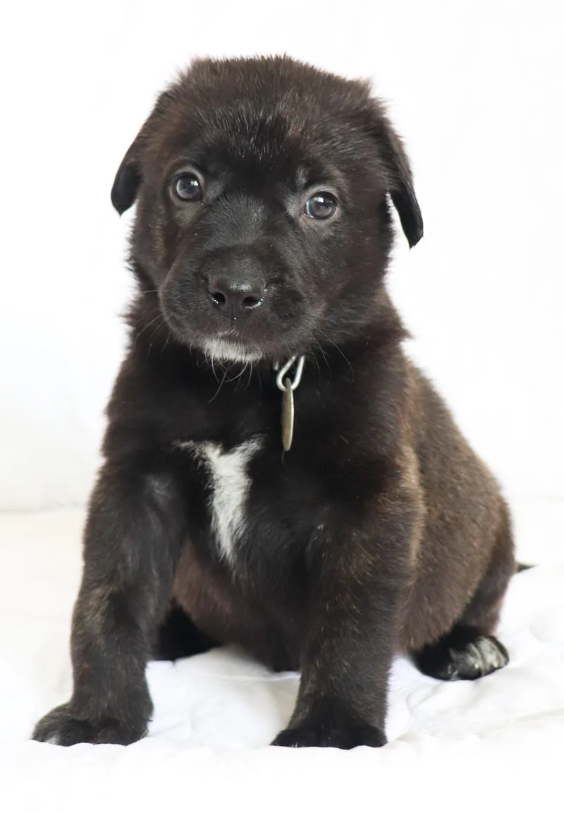 A baby medium-sized male Black German Shepherd Dog dog named Rudolph for adoption in Saint Paul, MN