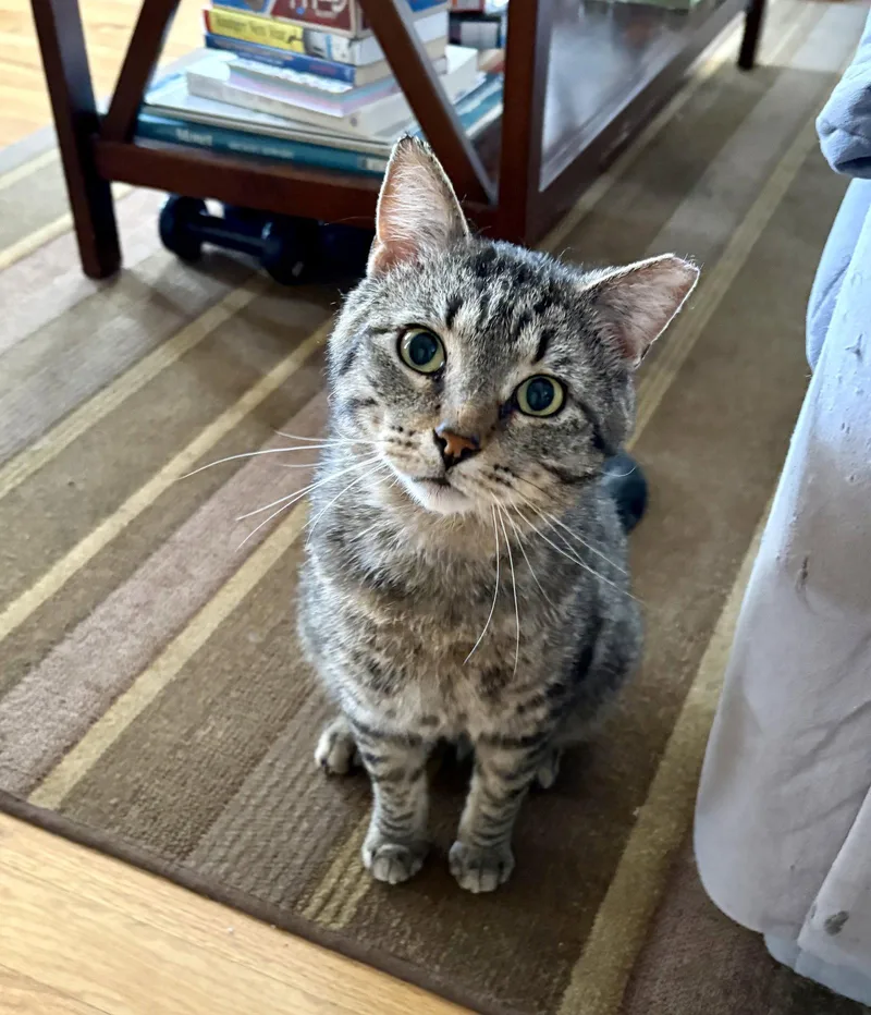An adult medium-sized male Domestic Short Hair cat named Spree for adoption in Wheaton, IL