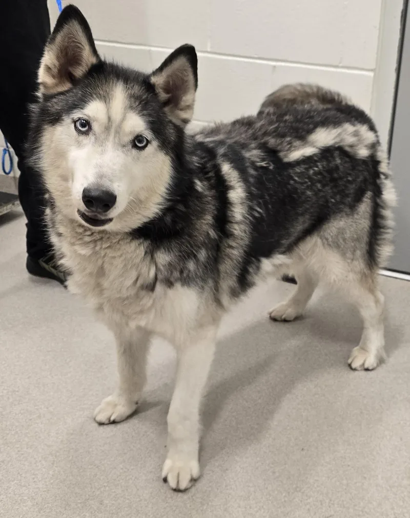 An adult large-sized male Black Siberian Husky dog named Toby for adoption in Amityville, NY