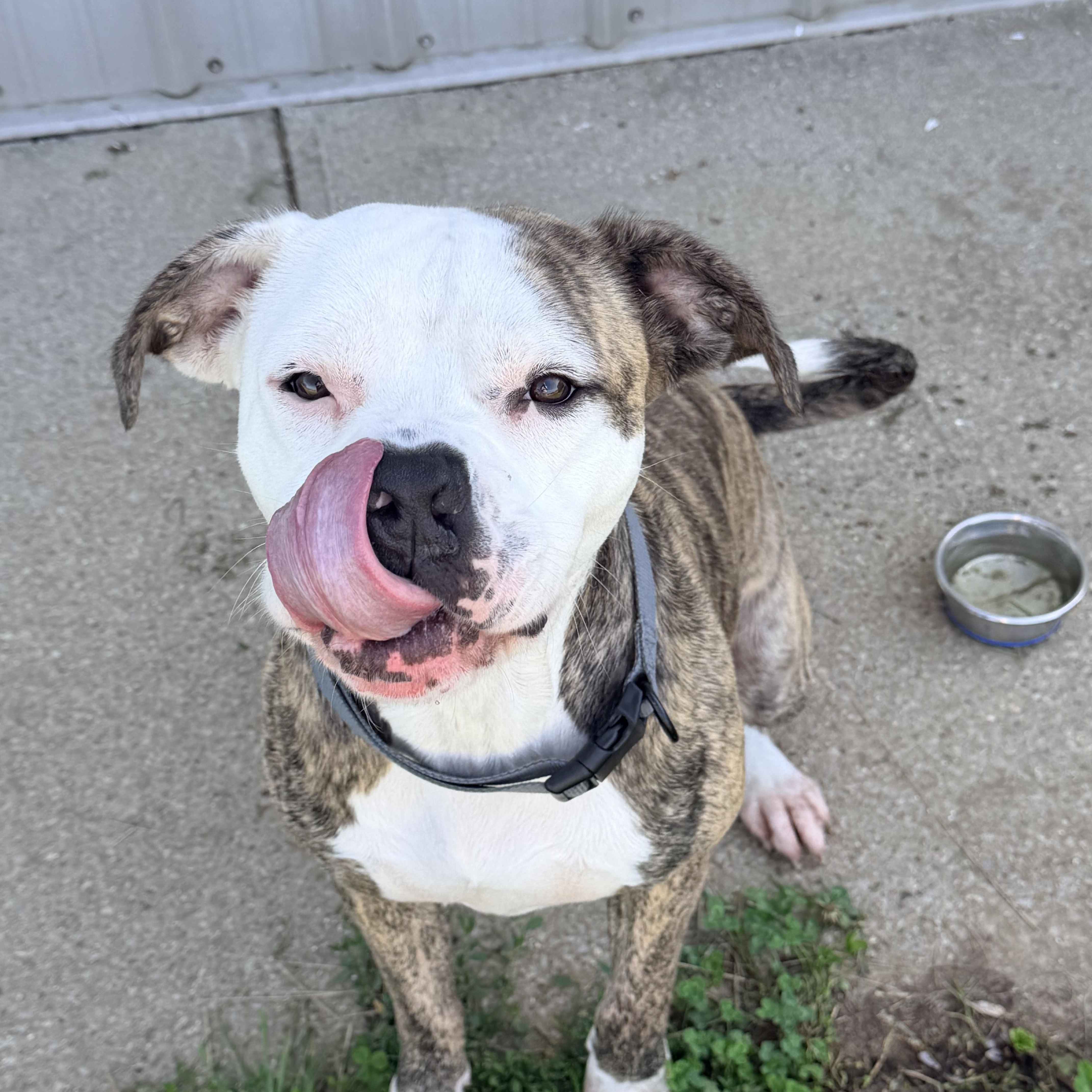 A young medium-sized male Brindle Pit Bull Terrier dog named Tyson for adoption in Logan, OH