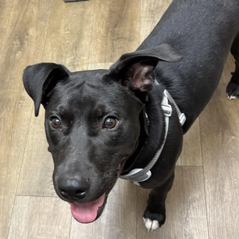 Willie Nelson thumbnail 3