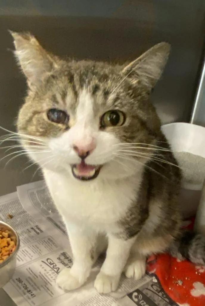 A young medium-sized male Domestic Short Hair cat named Peanut for adoption in Portland, IN
