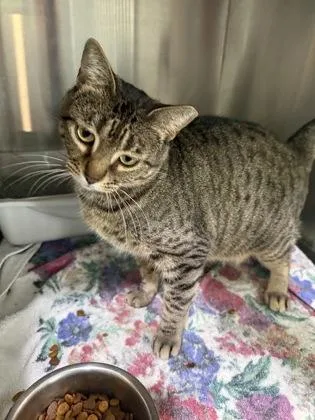 A young small-sized female Domestic Short Hair cat named Minnie Cat for adoption in River Ridge, LA