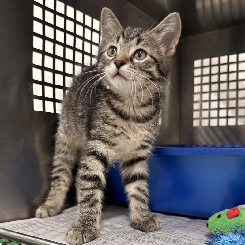 A baby small-sized male Brown / Chocolate Domestic Short Hair cat named Mallard for adoption in Mount Vernon, IN