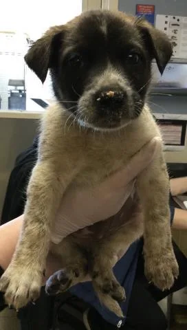 A baby small-sized male Labrador Retriever dog named Niall for adoption in Riverside, CA
