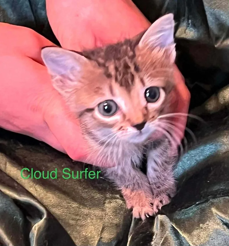 A baby small-sized female American Shorthair cat named Cloud Surfer for adoption in El Dorado, AR