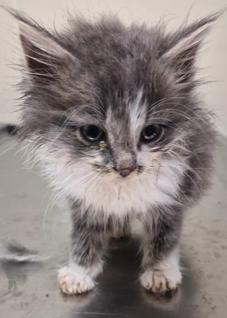 A baby medium-sized male Domestic Long Hair cat named Cadmium for adoption in Christiansburg, VA