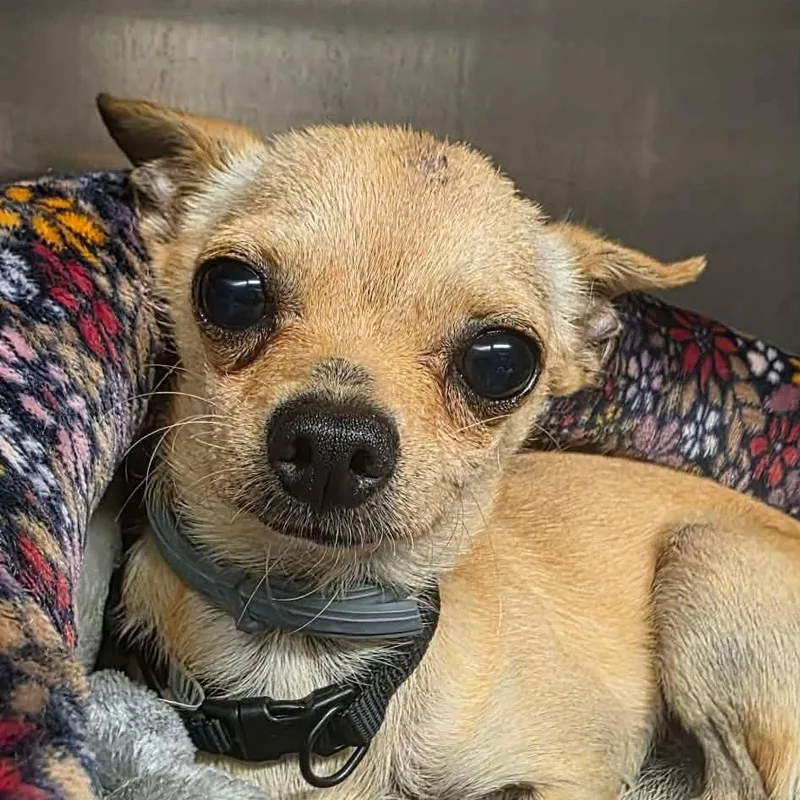 A young small-sized male Yellow / Tan / Blond / Fawn Chihuahua dog named Angus for adoption in Normal, IL