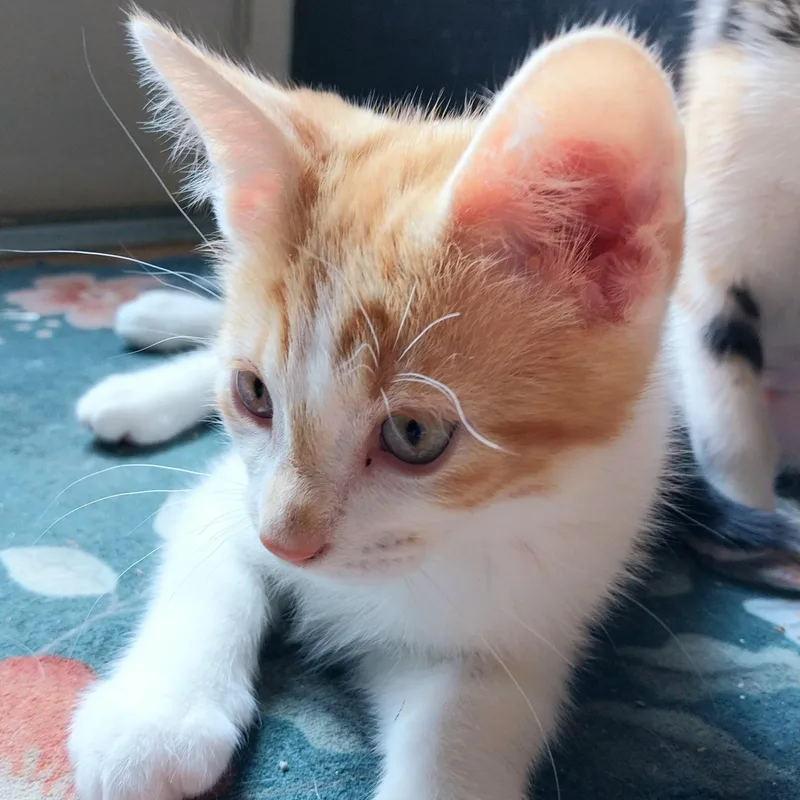 A baby small-sized male Tabby (Orange / Red) Domestic Short Hair cat named Saura for adoption in Richmond, VA