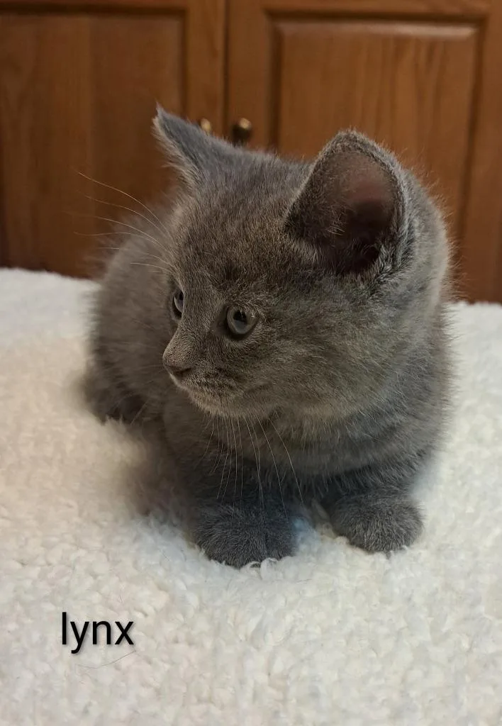 A baby medium-sized male Domestic Short Hair cat named Lynx for adoption in Parkville, MD