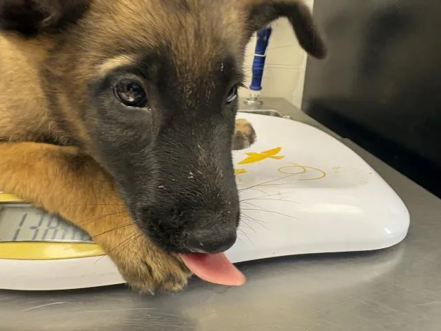 A baby small-sized male Belgian Shepherd / Malinois dog named A for adoption in Visalia, CA