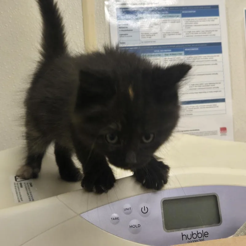 A baby small-sized female Torbie Domestic Medium Hair cat named California for adoption in Tawas City, MI