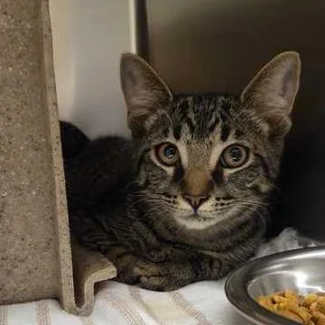 A baby small-sized male Brown / Chocolate Domestic Short Hair cat named Not The Mom for adoption in Asheville, NC