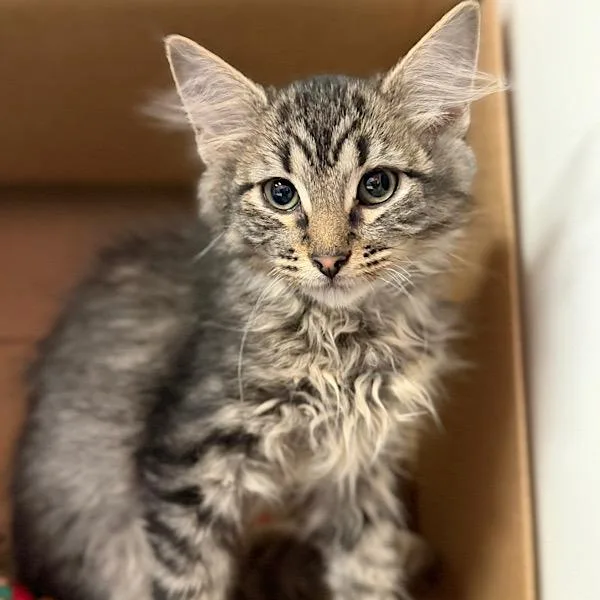 A baby small-sized female Domestic Short Hair cat named Sunfyre for adoption in Des Moines, IA