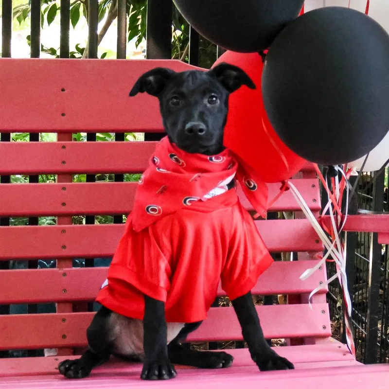 A baby small-sized female Black Labrador Retriever dog named Briseis for adoption in Wake Forest, NC