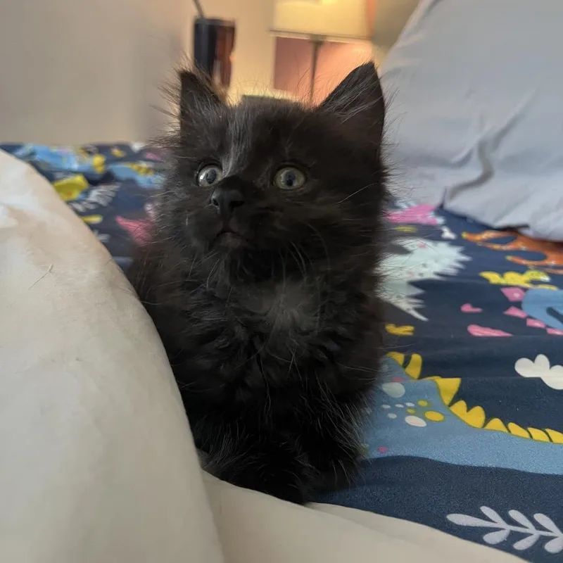 Wiggle Googly Eyes