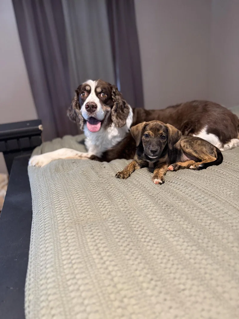 A young medium-sized female Terrier dog named Alibi for adoption in Greenville, SC