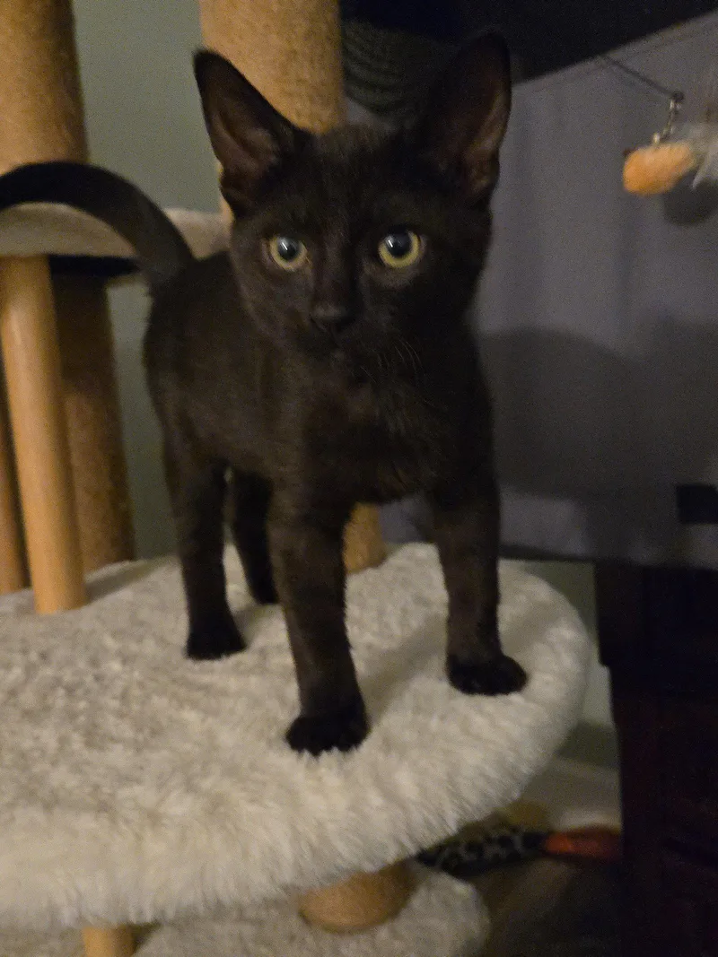 A baby medium-sized male Black Domestic Short Hair cat named Mitchell for adoption in Walled Lake, MI