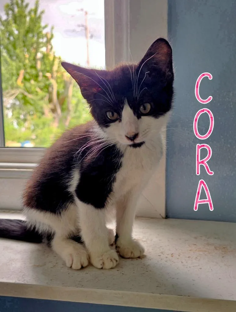 A baby small-sized female Domestic Short Hair cat named Cora for adoption in Port Clinton, OH