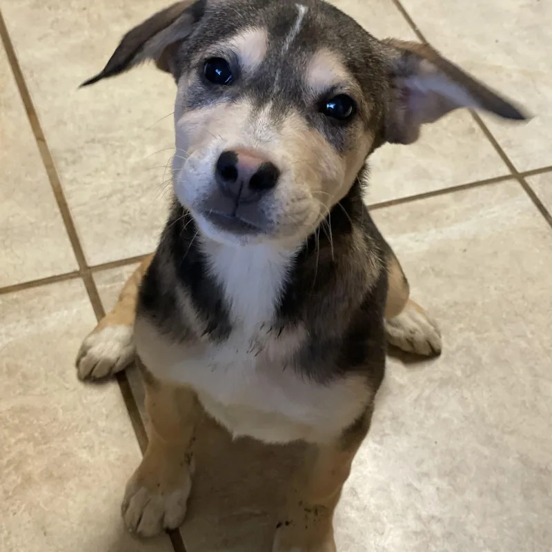 A baby medium-sized female Tricolor (Brown, Black, & White) Labrador Retriever dog named Taffy for adoption in Lacon, IL
