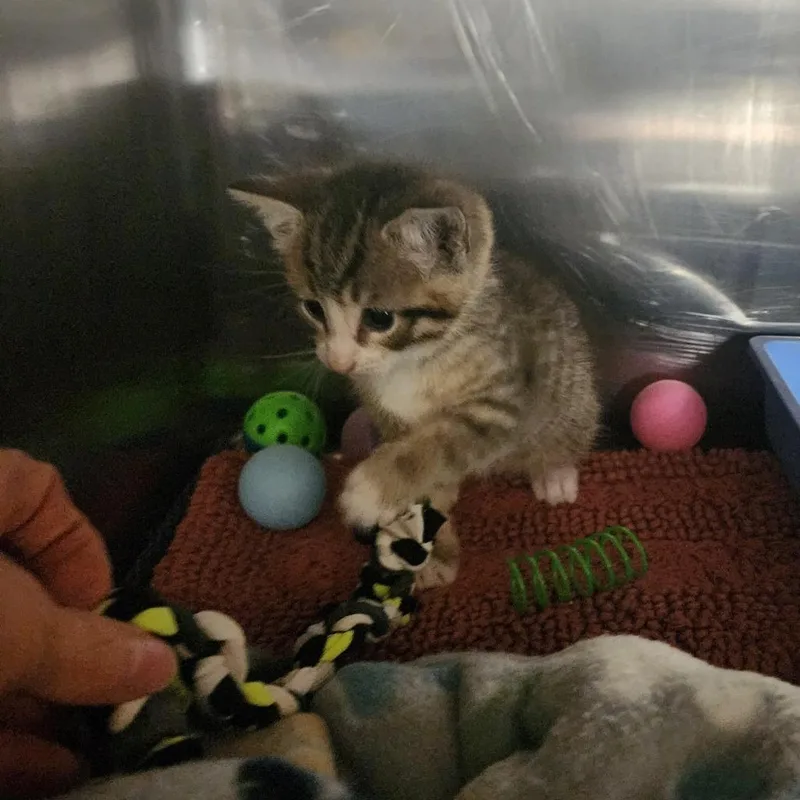 A baby small-sized female Brown / Chocolate Domestic Short Hair cat named Winter for adoption in Evensville, TN