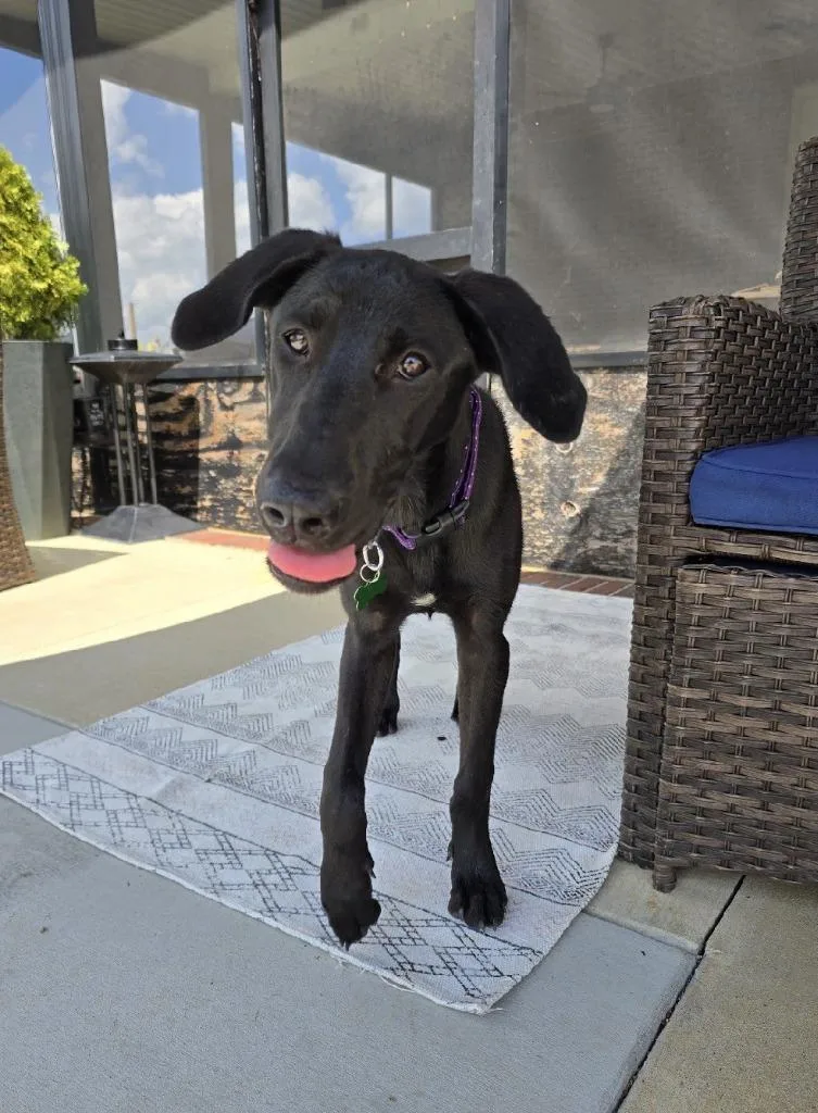 A baby medium-sized female Great Dane dog named Rue for adoption in Lawrenceburg, TN