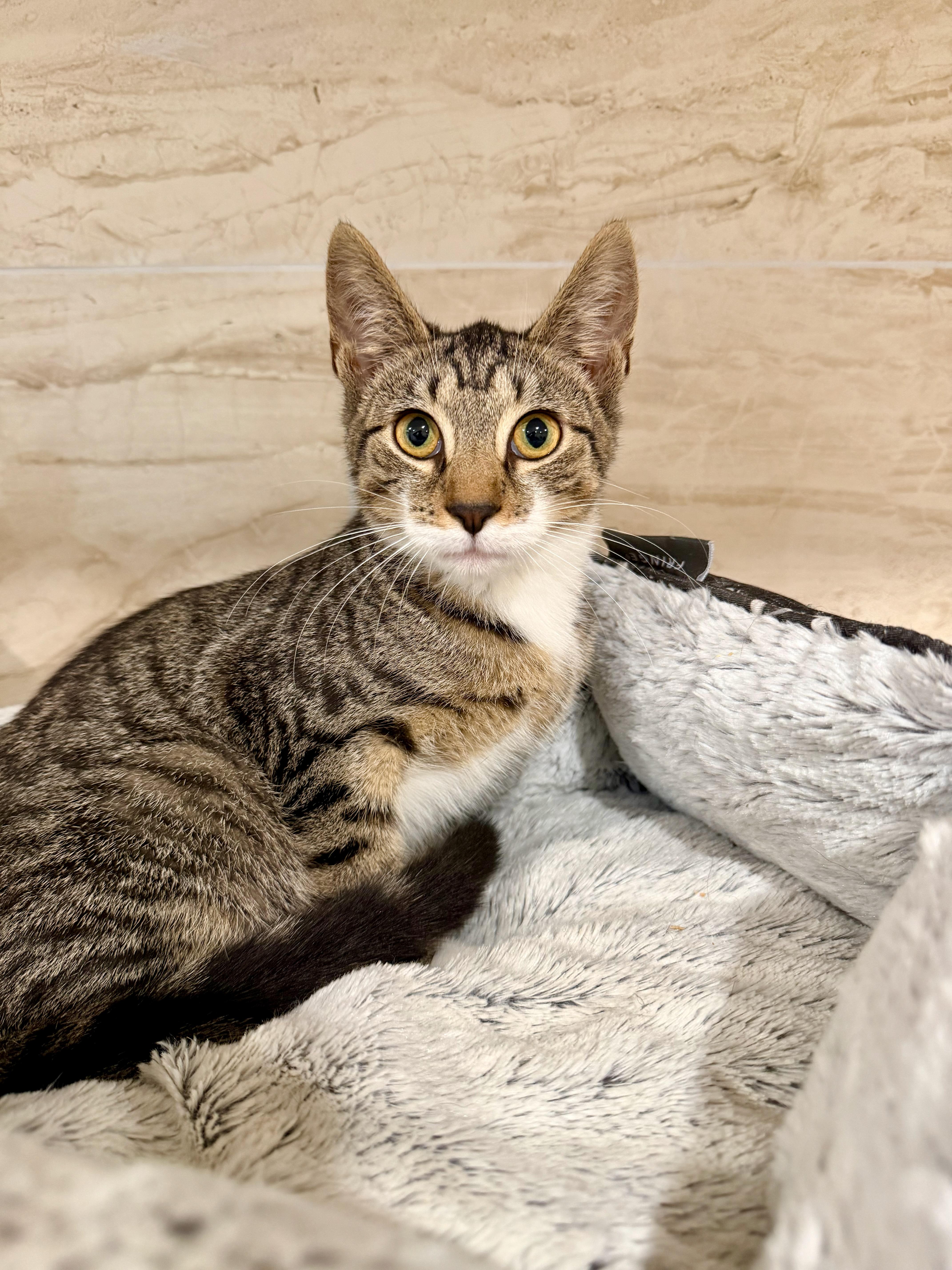 A baby medium-sized female Tabby (Brown / Chocolate) Domestic Short Hair cat named Chanel for adoption in Manhasset, NY