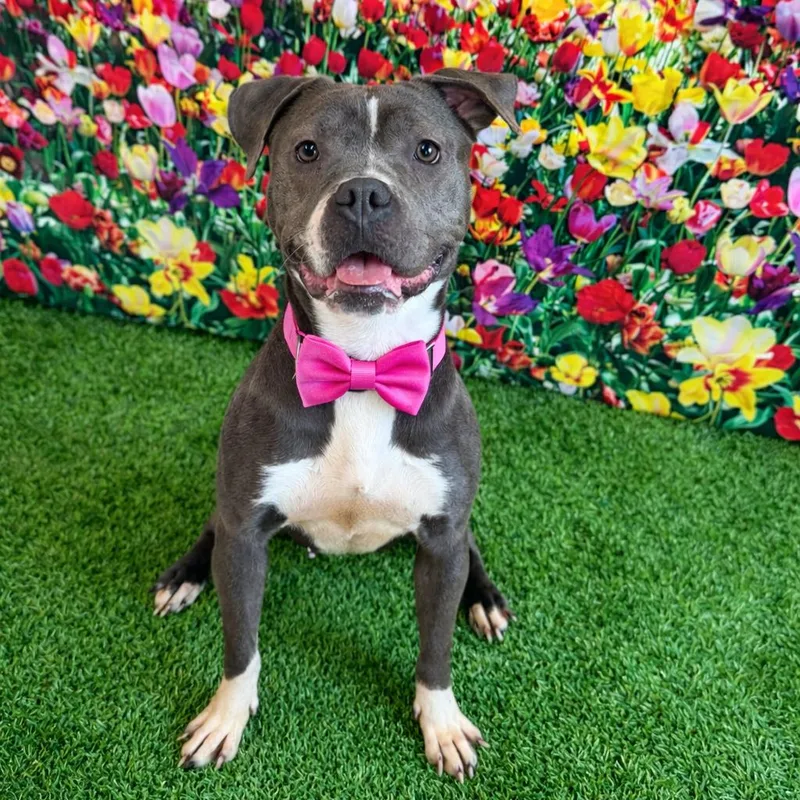 An adult large-sized female Gray / Blue / Silver Mixed Breed dog named Sasha for adoption in Binghamton, NY