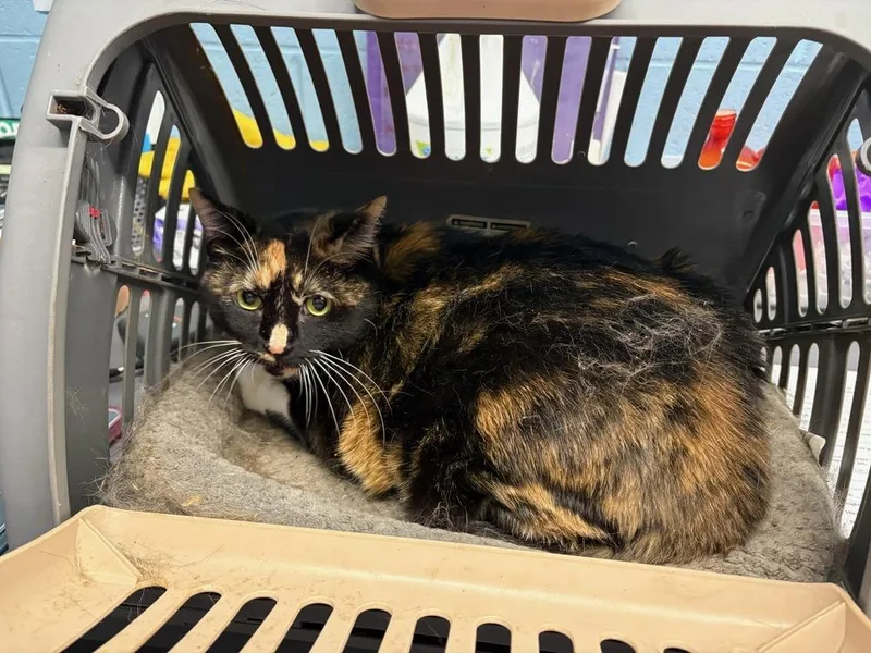 An adult large-sized female Domestic Short Hair cat named Cookie for adoption in Evansville, IN