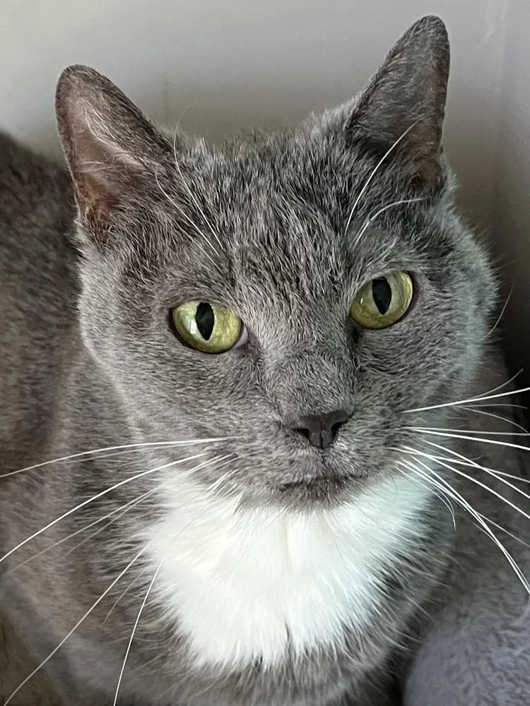 A senior medium-sized female Gray & White Domestic Short Hair cat named Thelma for adoption in Palatine, IL