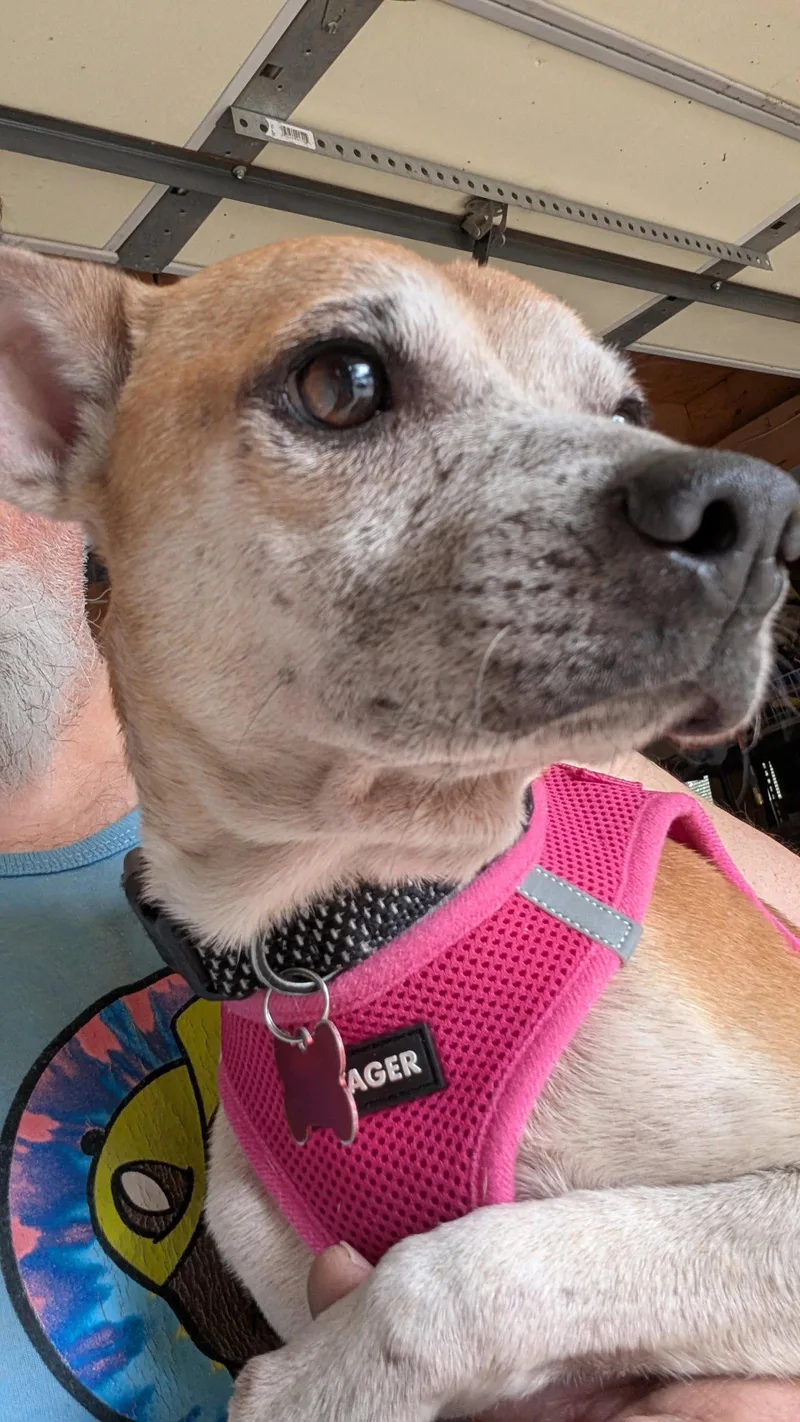 A senior small-sized male Chihuahua dog named Ronnie for adoption in Aurora, CO
