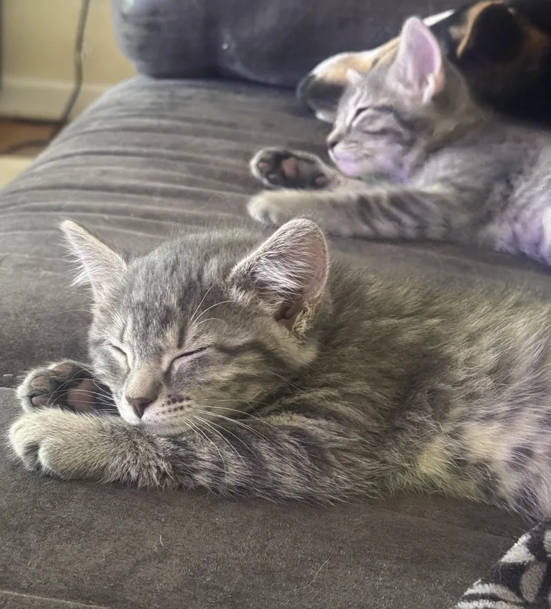 A baby medium-sized female Tabby (Gray / Blue / Silver) Tabby cat named Eleanor for adoption in Lombard, IL