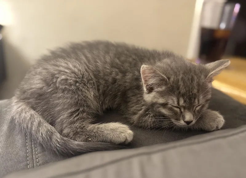 Eleanor thumbnail 4