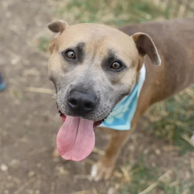 An adult medium-sized male American Staffordshire Terrier dog named Duke for adoption in San Antonio, TX
